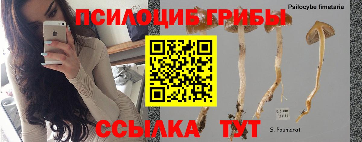 Майский  Псилоцибиновые грибы MAGIC MUSHROOMS  Псилоцибиновые грибы Magic Shrooms  купить  сайты  Вход с VPN 